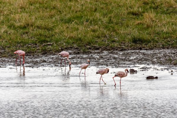 Serengeti's Endless Plains and Ngorongoro's Wonder