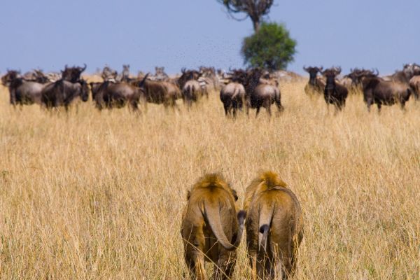 Serengeti's Endless Plains and Ngorongoro's Wonder