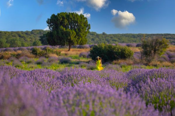 Discovering Paris and Provence