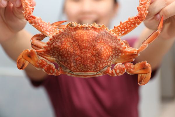 Capitals of the Northern Lights