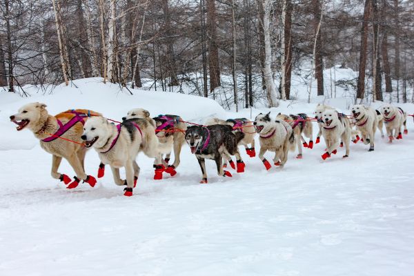 Arctic Christmas Magic at Apukka