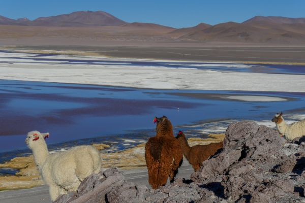 San Pedro de Atacama an oasis in the Desert