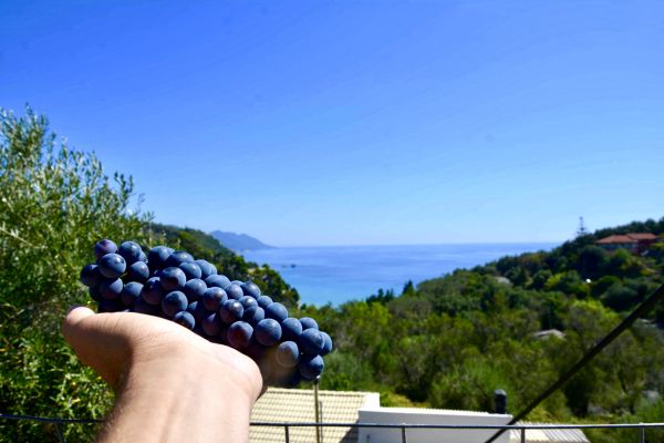 Wines of Greece M/S Panorama