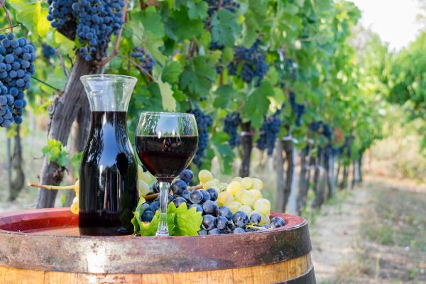 Wines of Greece M/S Panorama