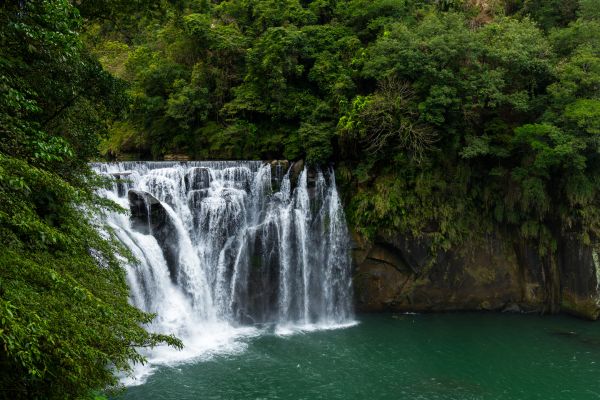 Alishan Cherry Blossom Season
