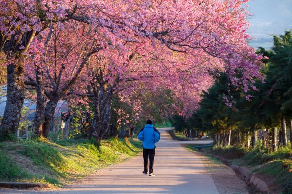 Alishan Cherry Blossom Season