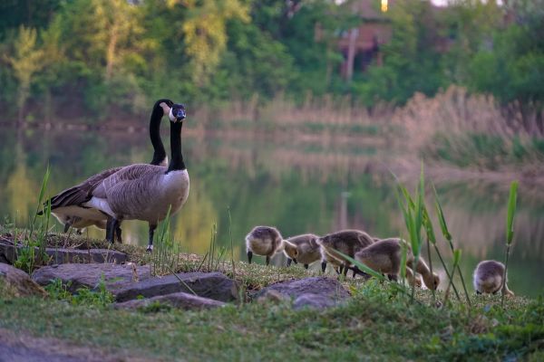 Baltic Capitals and Coastline Explorer