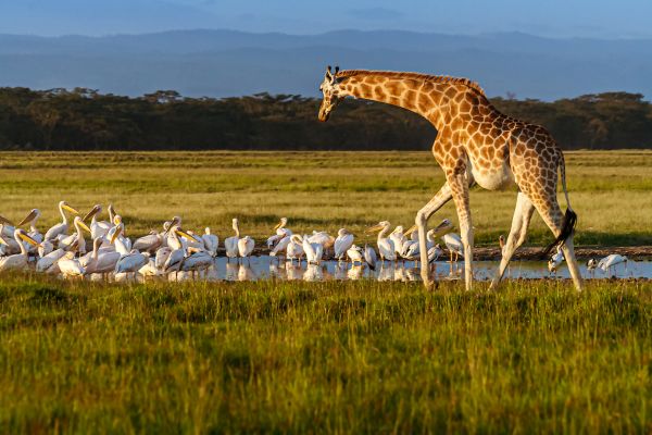 Kenya's Wild Heartbeat