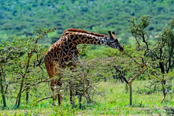 Rwanda's Iconic Trio: Kigali, Akagera, Volcanoes