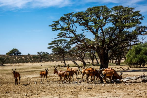 Kenya's Wild Heartbeat