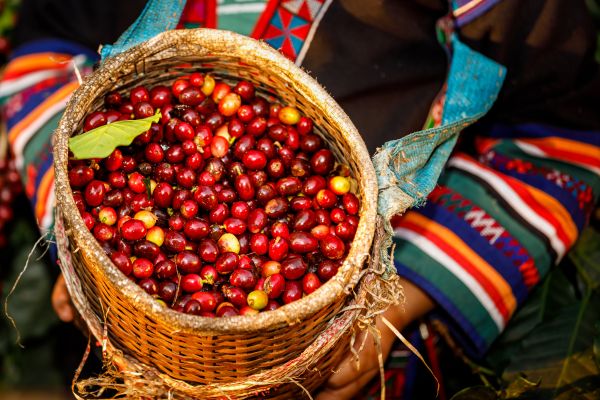 Nicaragua's Heartbeat: Capital to Coffee Hills