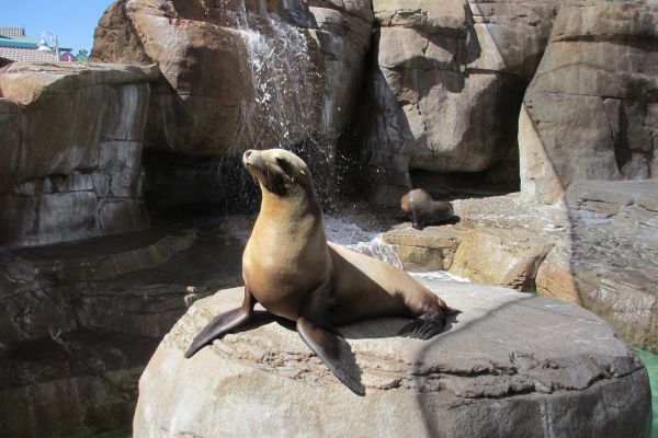 From Coast to Clouds: A Peruvian Odyssey