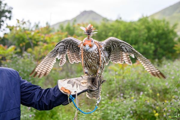 Authentic Eagle Festival Mongolia