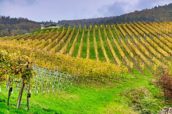 Dalmatian Paradise Deluxe Cruise