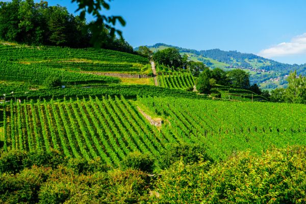 Paris to Loire: A Royal Heritage