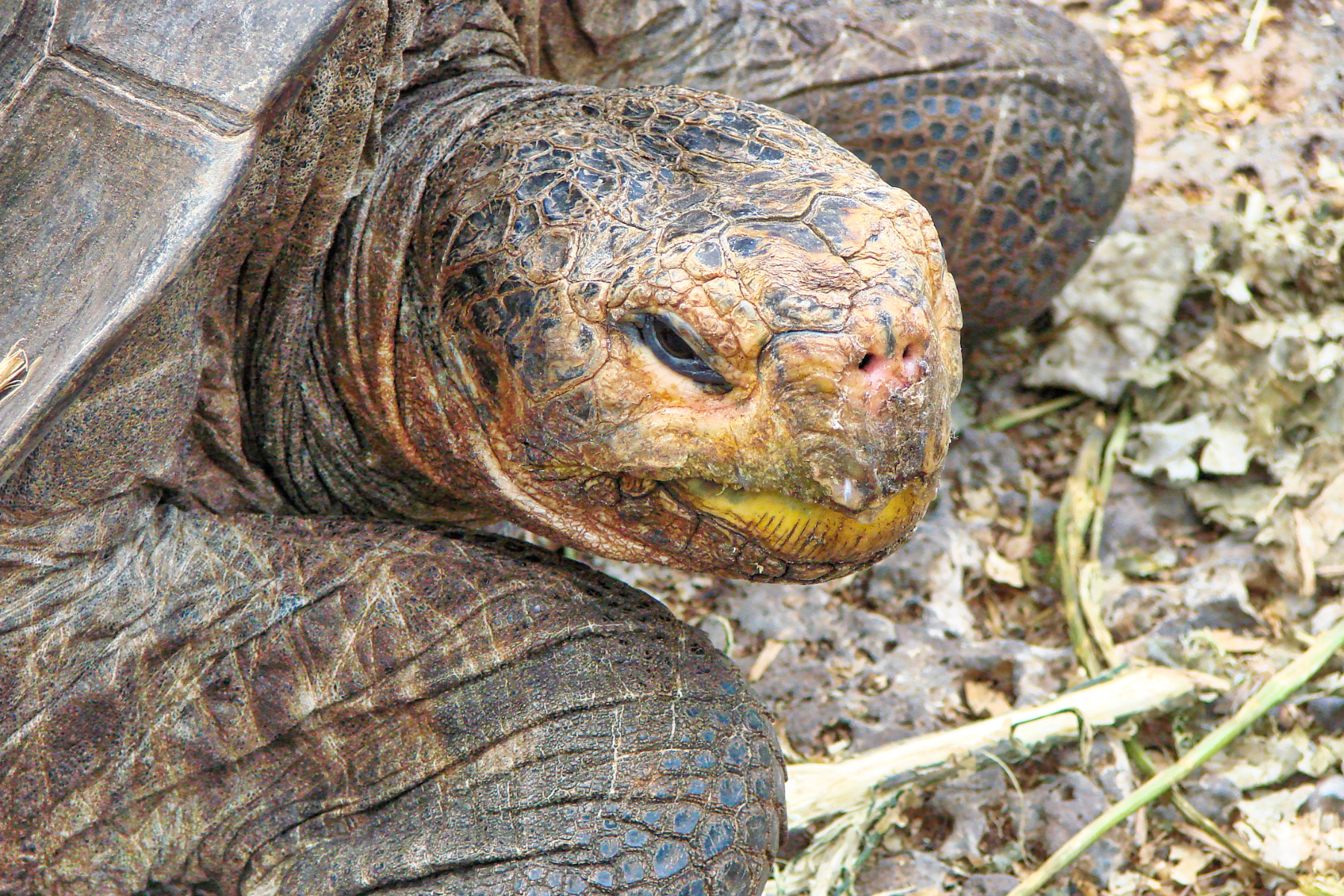 Andes to Galapagos: Inca Wonders and Enchanted Isles