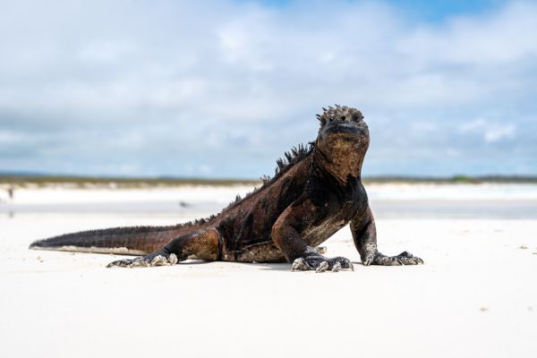 Andes to Galapagos: Inca Wonders and Enchanted Isles