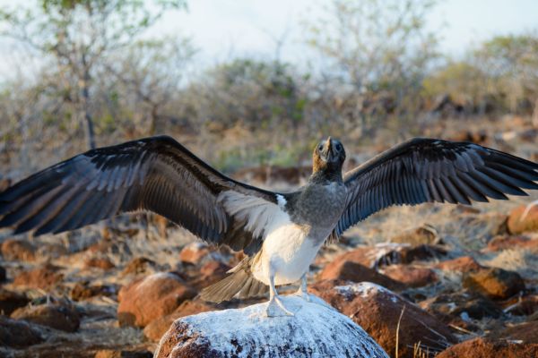 Andes to Galapagos: Inca Wonders and Enchanted Isles