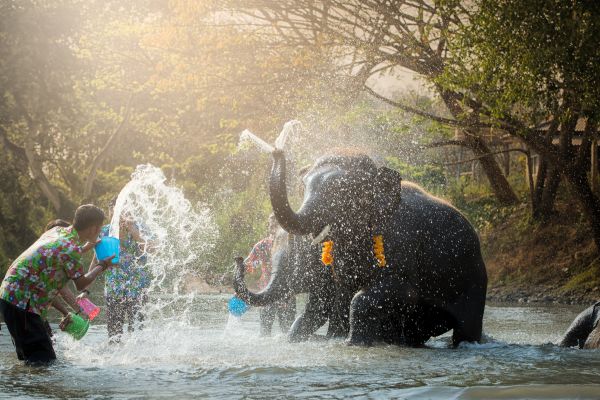 Immerse Pattaya Ethical Elephant Sanctuary