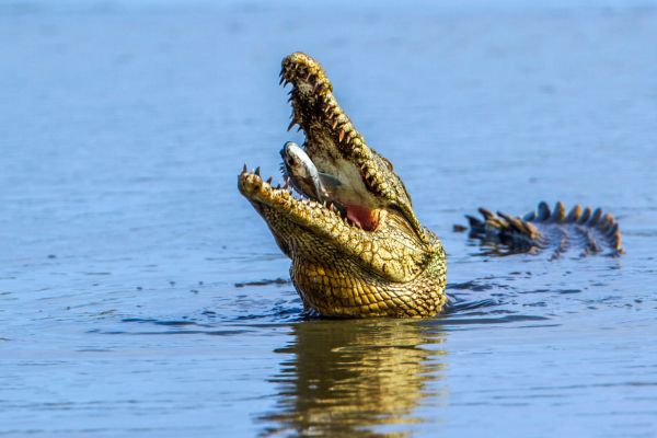 Ultimate Jamaican Coastal and Culture Circuit