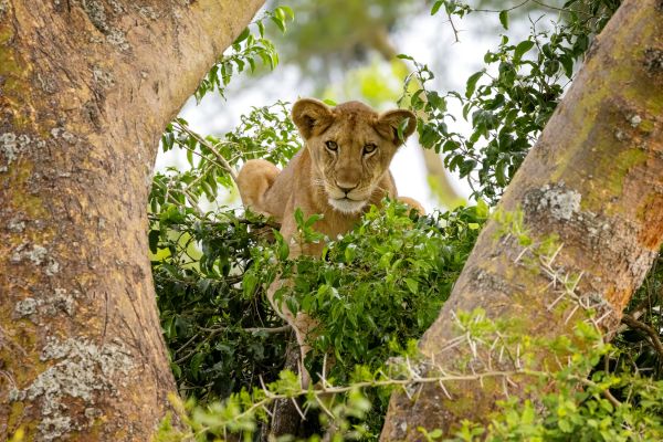 Uganda Gorillas, Game and Great Lakes Safari