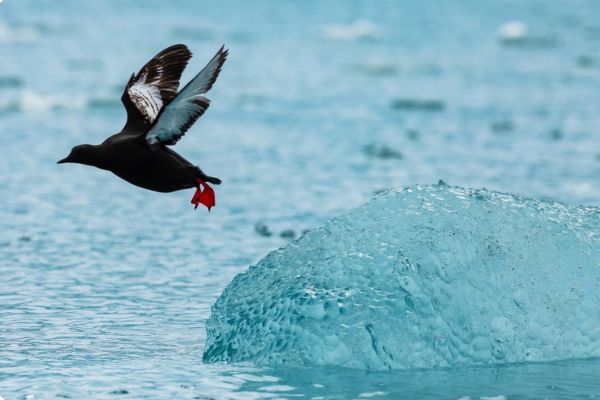 Antarctica Beyond Limits