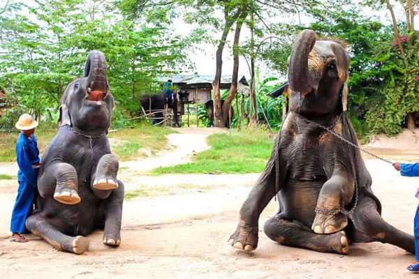 Immerse Pattaya Ethical Elephant Sanctuary