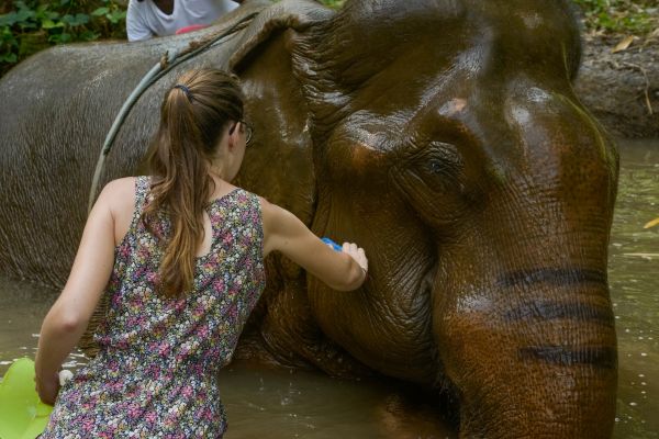Immerse Pattaya Ethical Elephant Sanctuary