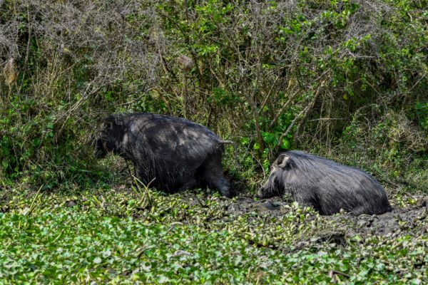 Uganda Gorillas, Game and Great Lakes Safari