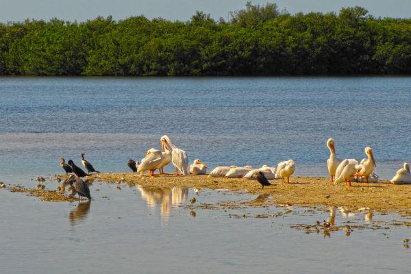 Uganda Gorillas, Game and Great Lakes Safari